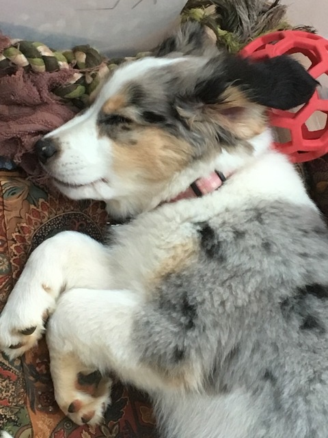 Kyla, 8 weeks