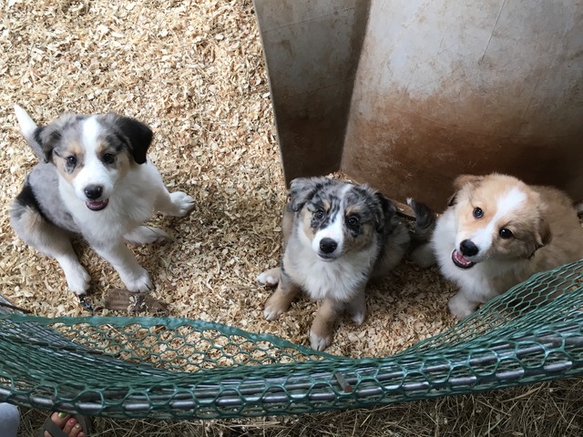 Kyla (with some siblings, Wynnie & Jordino)
