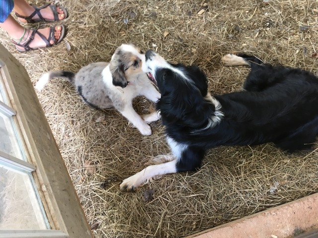 Kyla, 8 weeks. with momma, Shepherdess