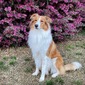 Holbrook Homestead's Artie